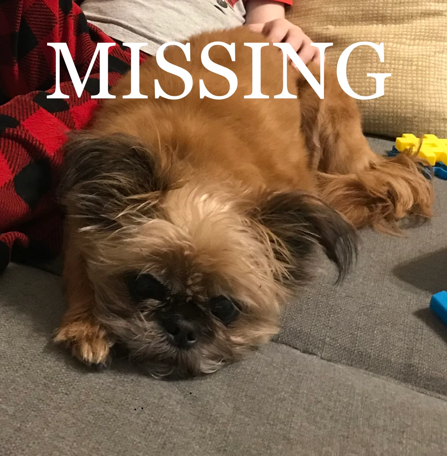 Lost dog in Helena, AL, 35080