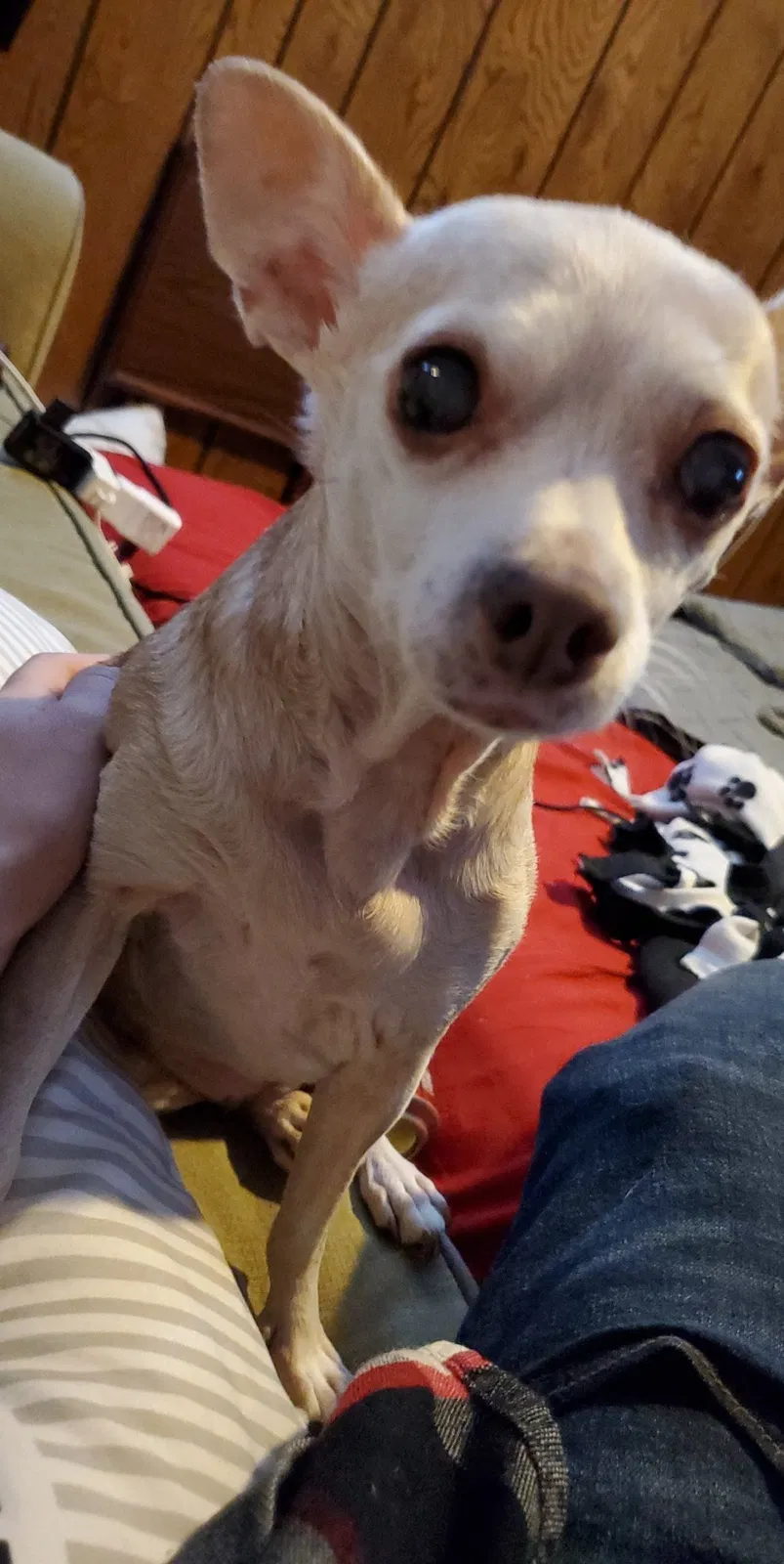 Lost dog in Joliet, IL, 60435