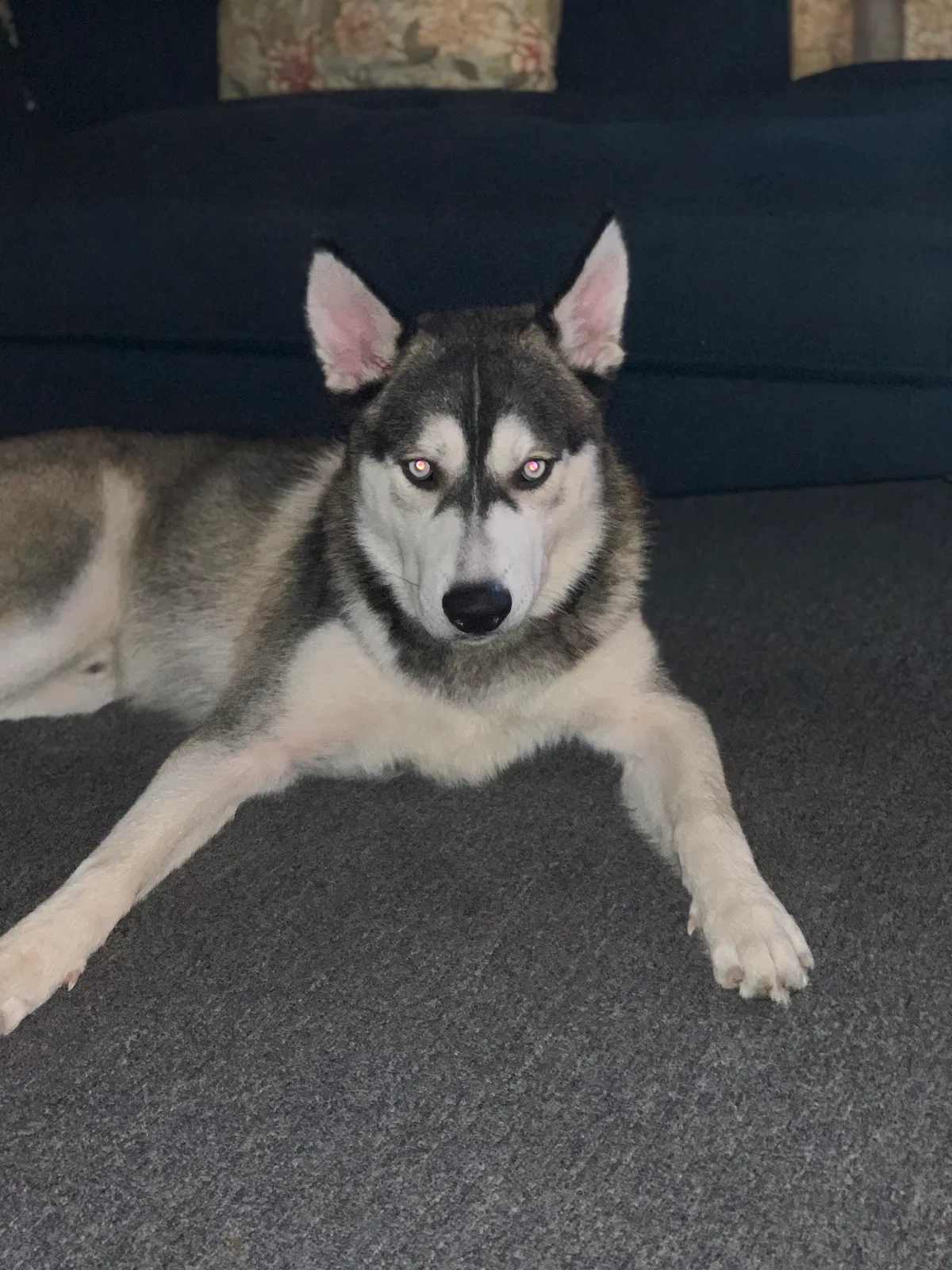 Lost dog in San Diego, CA, 92114
