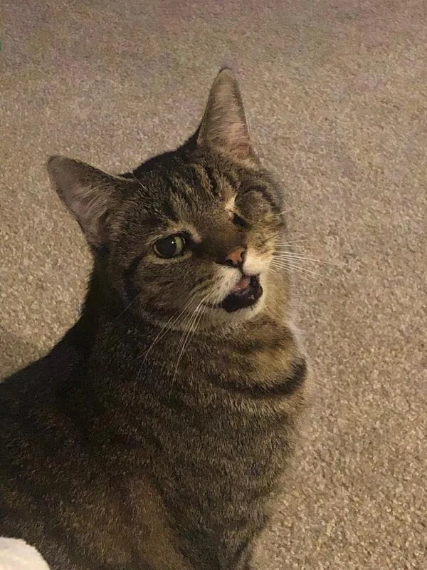 Lost cat in Dublin, OH, 43016