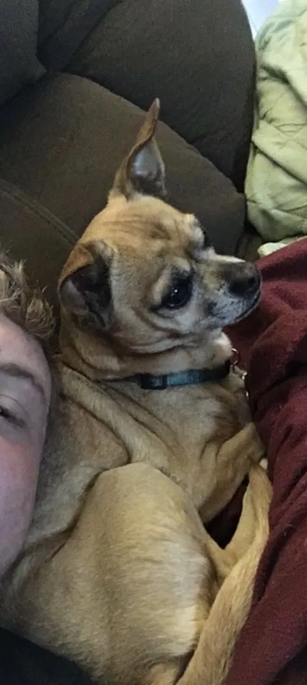 Lost dog in Eugene, OR, 97401