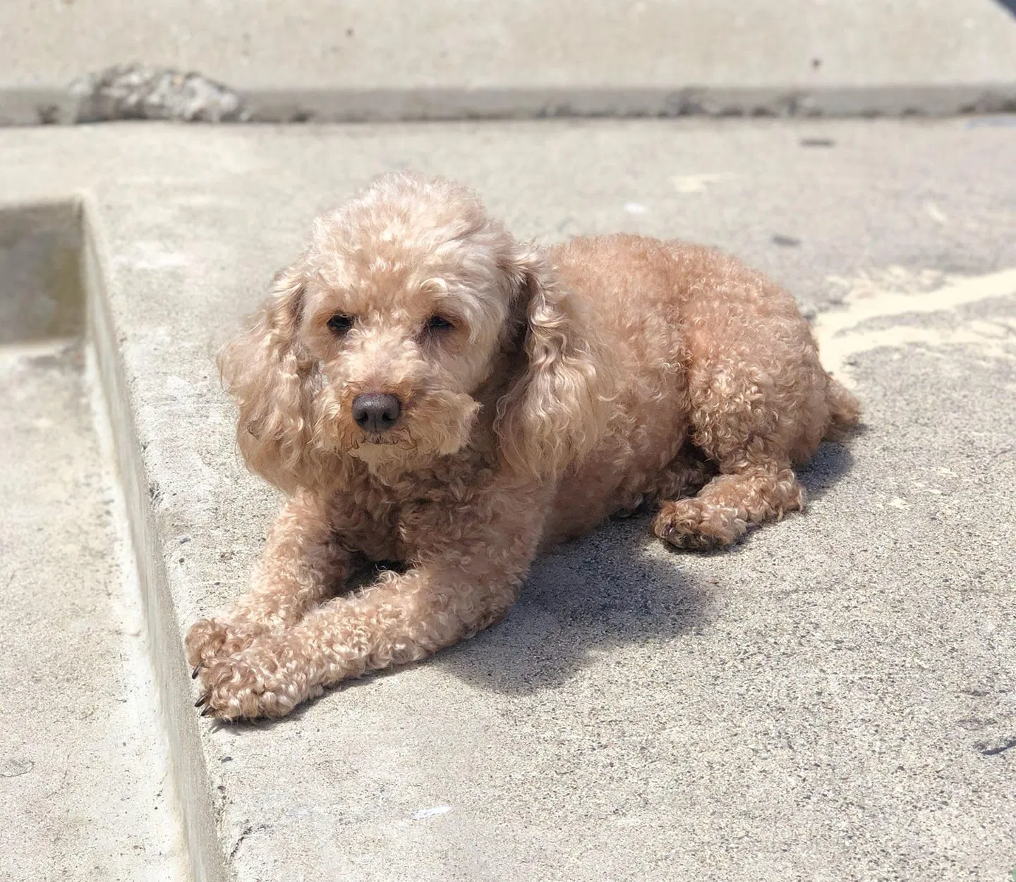 Lost dog in Oceanside, CA, 92057