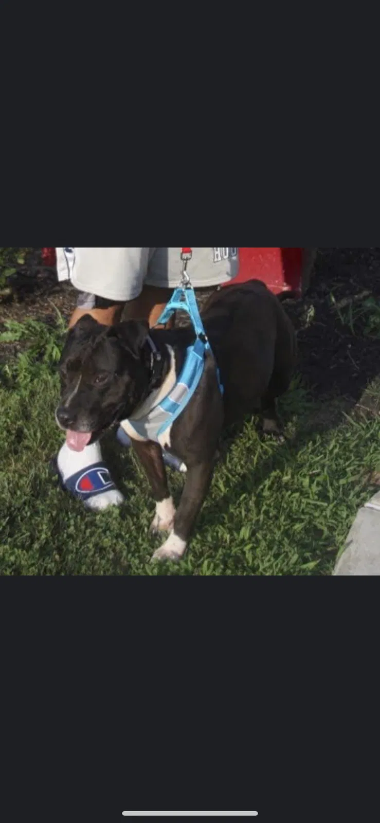Lost dog in Allentown, PA, 18103
