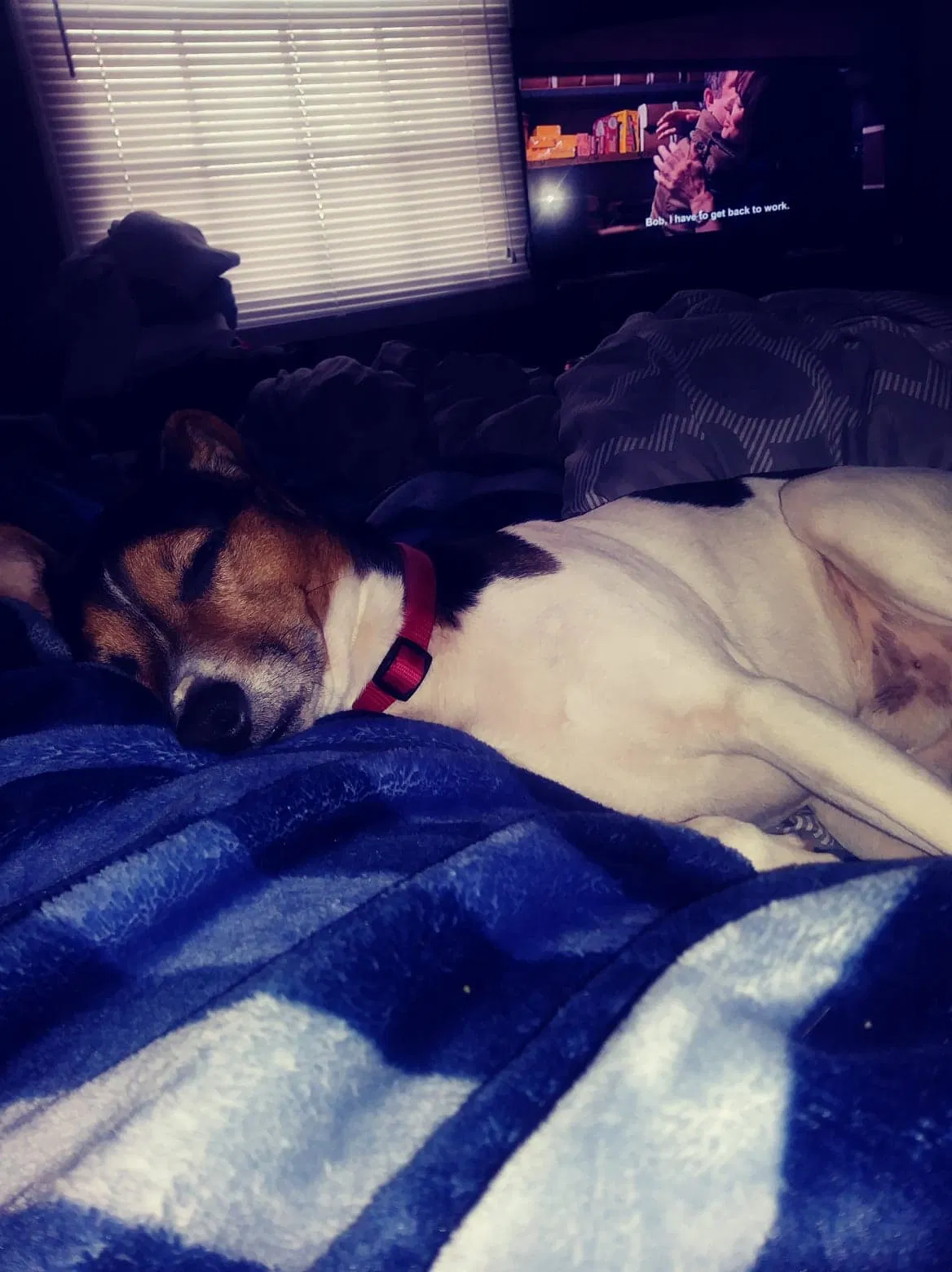 Lost dog in Jackson, TN, 38305