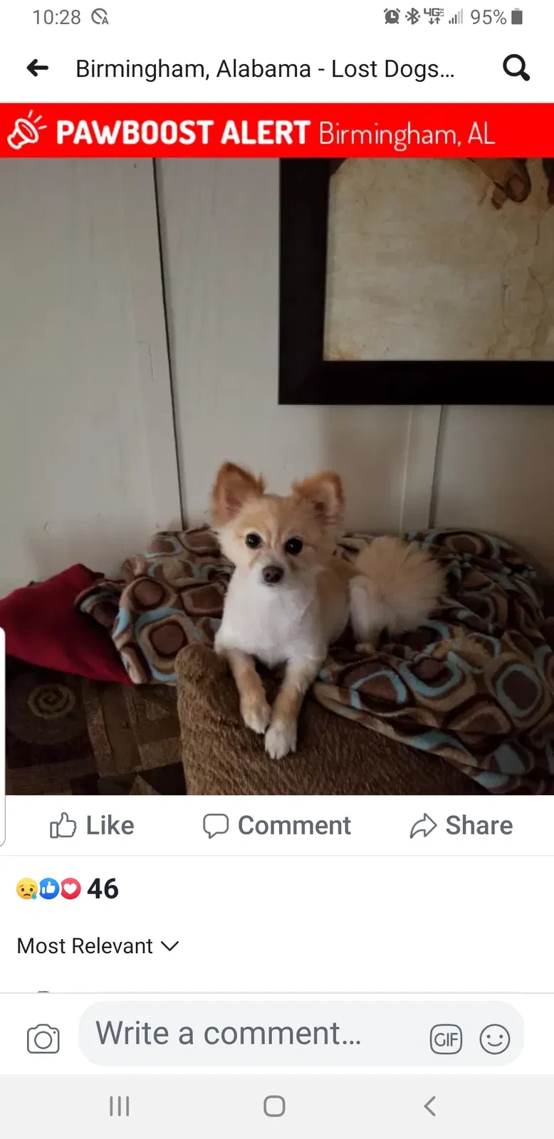 Lost dog in Birmingham, AL, 35235