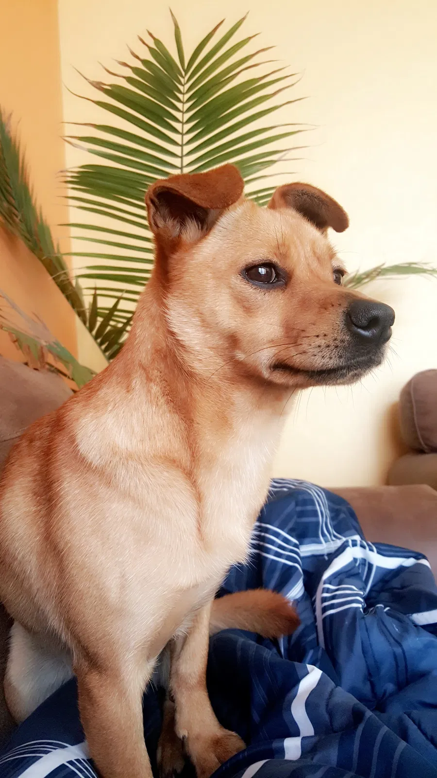 Lost dog in South Bend, IN, 46614