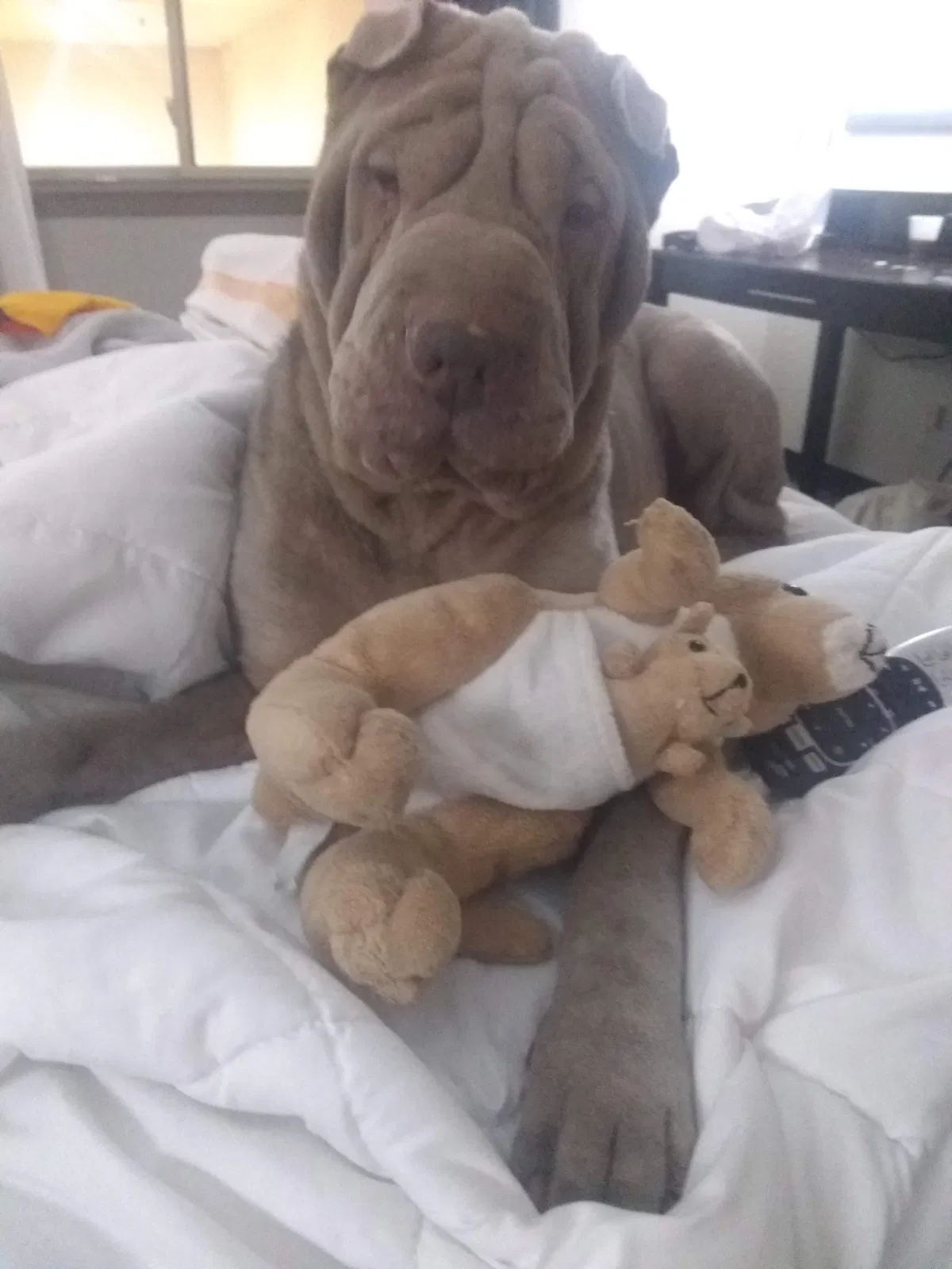 Lost dog in Des Moines, IA, 50315