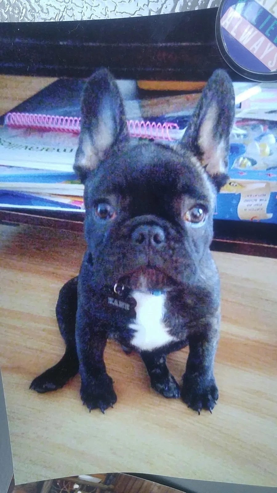 Lost dog in South Elgin, IL, 60177