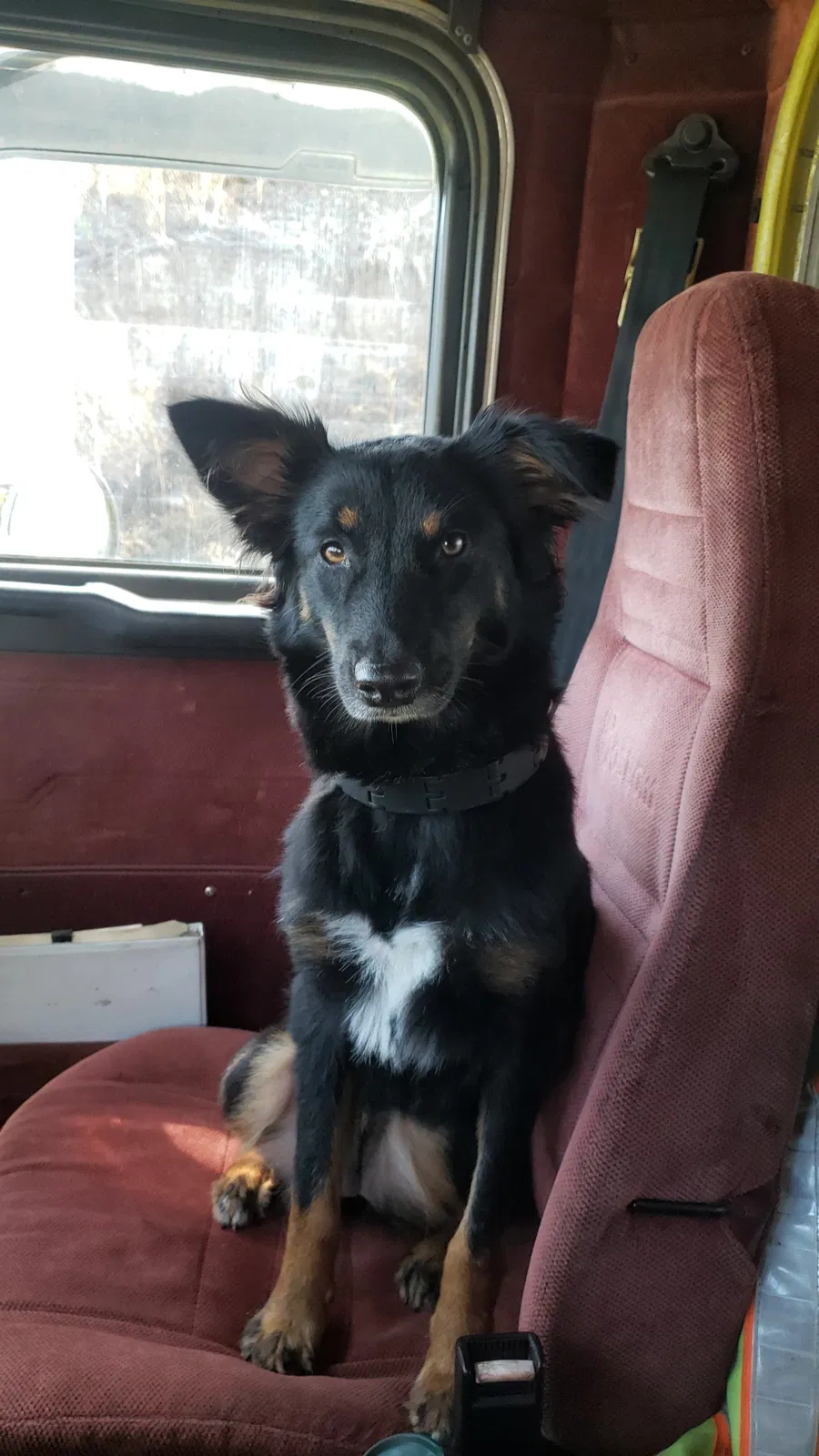 Lost dog in North Plains, OR, 97133