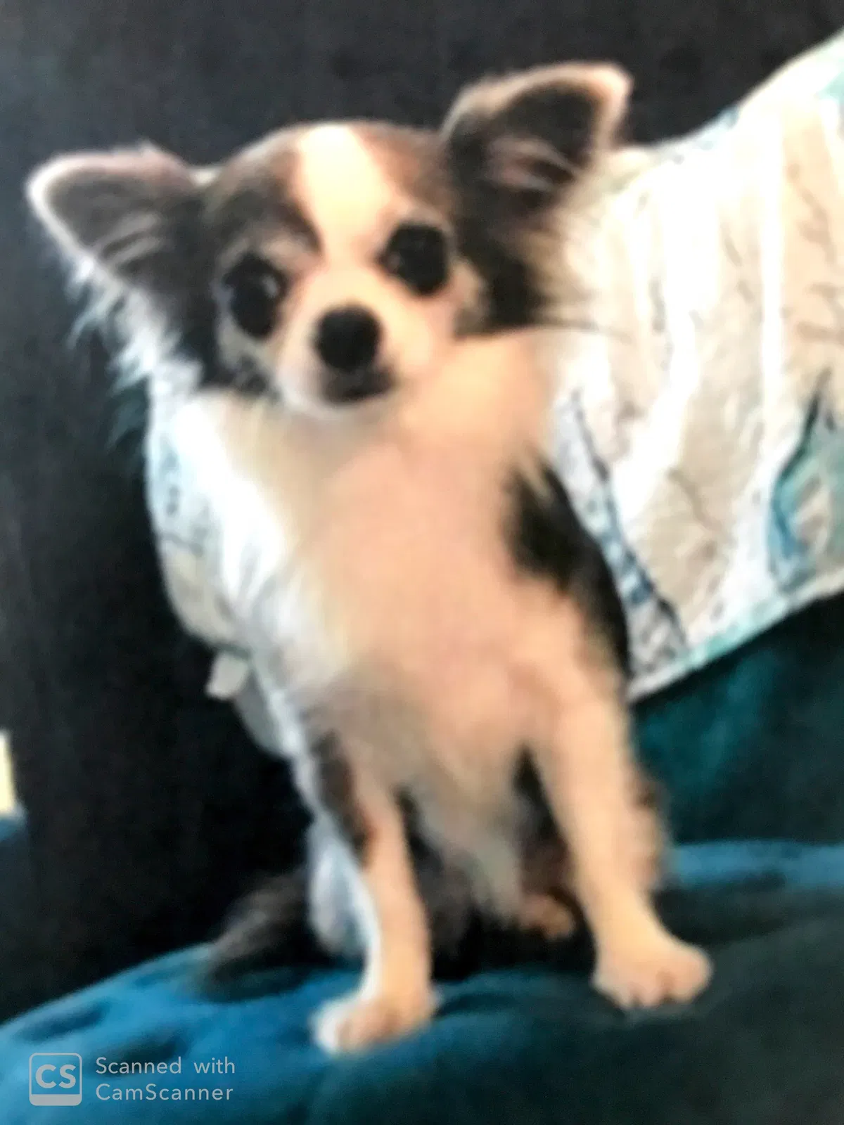Lost dog in Cape Coral, FL, 33904