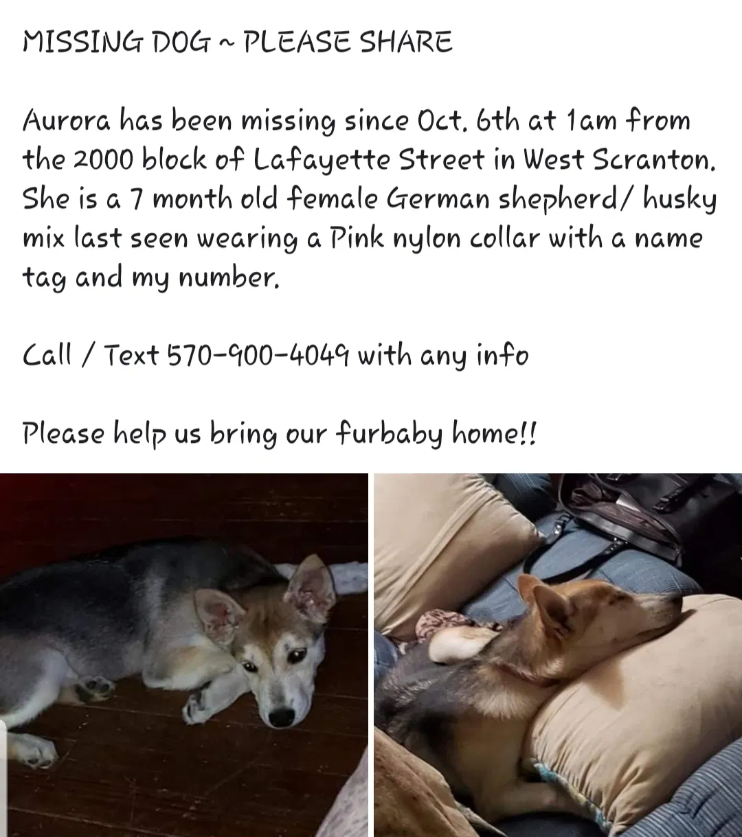 Lost dog in Scranton, PA, 18504