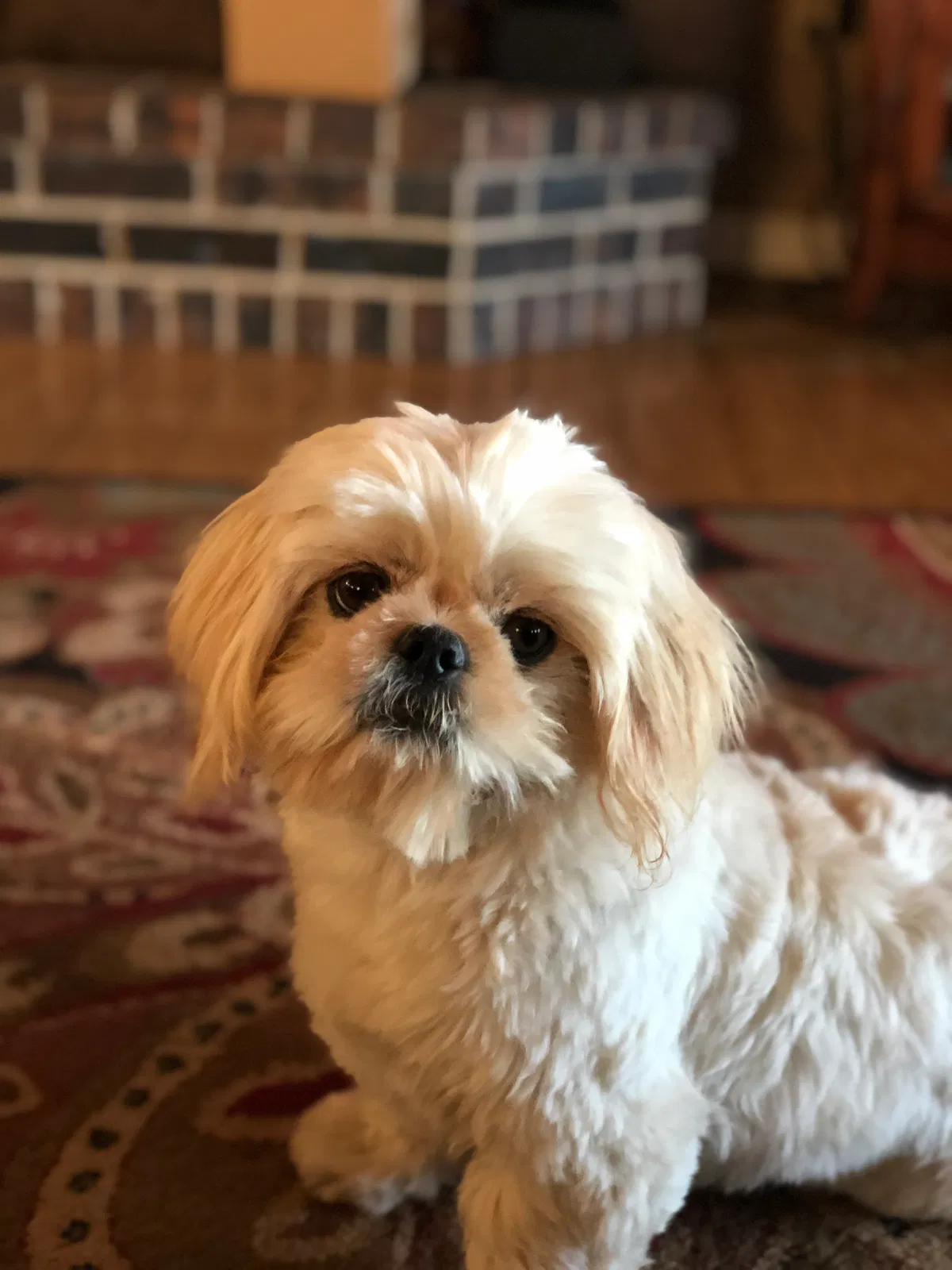Lost dog in Lodi, CA, 95240