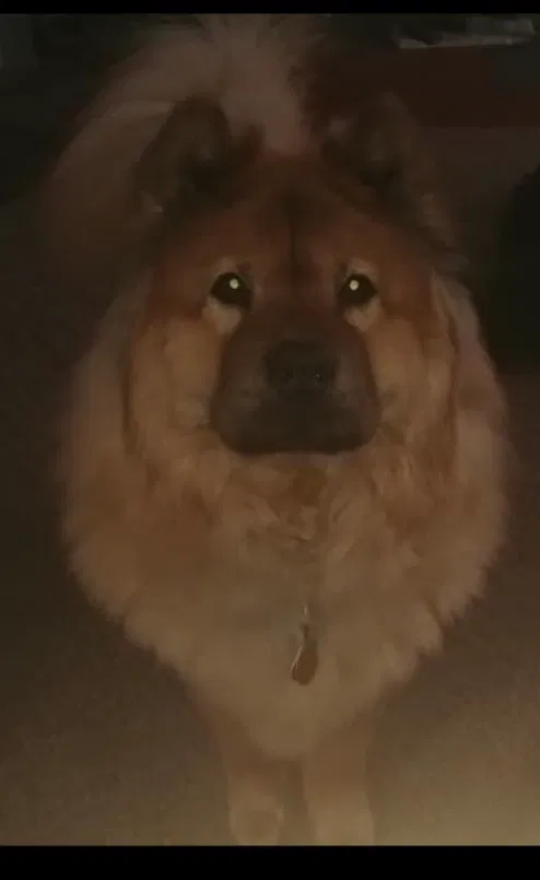 Lost dog in Owensboro, KY, 42301
