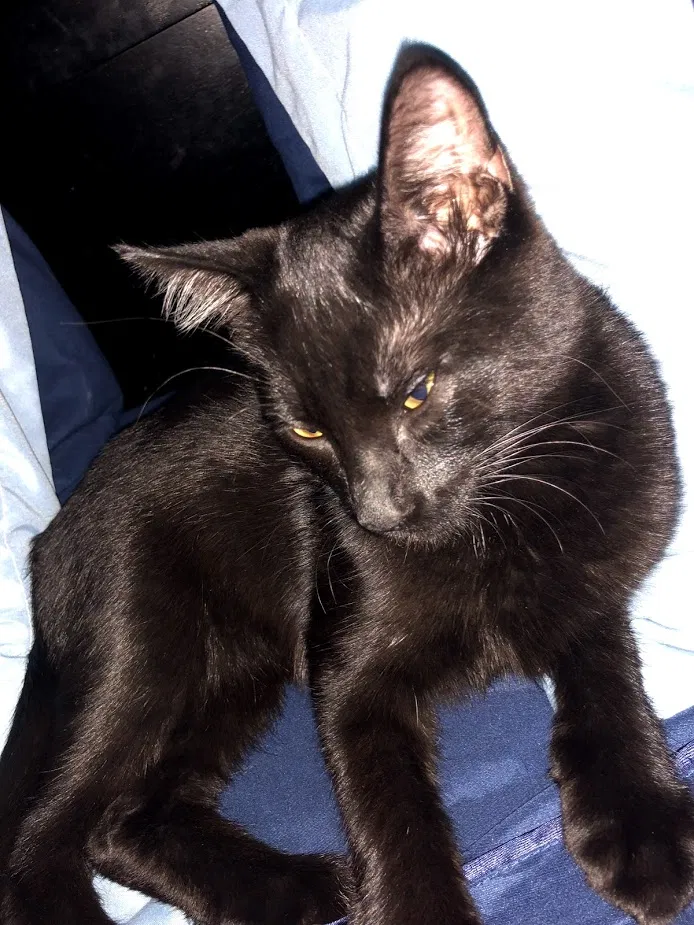 Lost cat in Unknown, TX, 75072