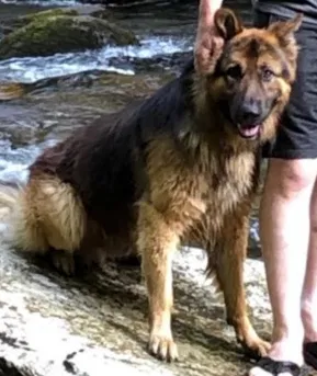 Lost dog in Knoxville, TN, 37917