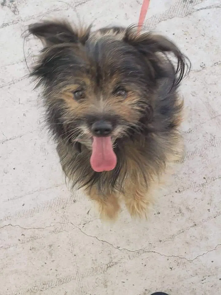 Lost dog in Citrus Heights, CA, 95621