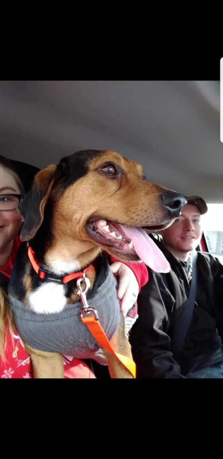 Lost dog in Greens Fork, IN, 47345
