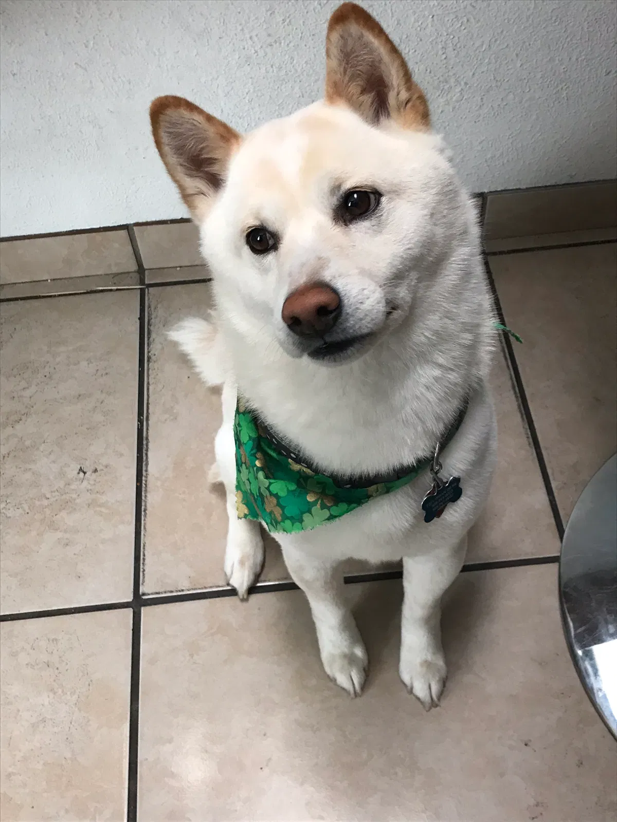 Lost dog in Albuquerque, NM, 87109