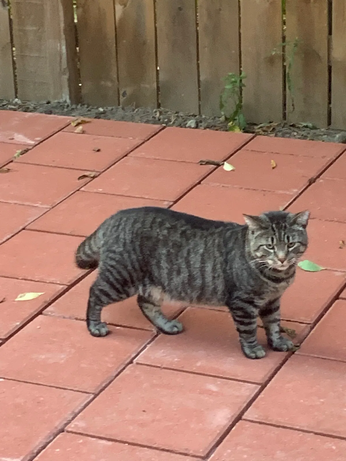 Lost cat in Columbus, OH, 43205