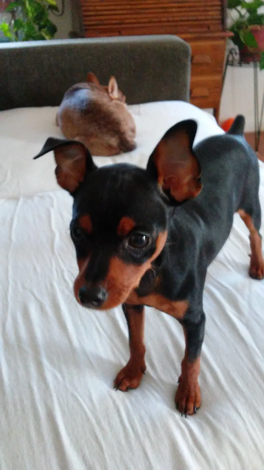 Lost dog in Westminster, CA, 92683