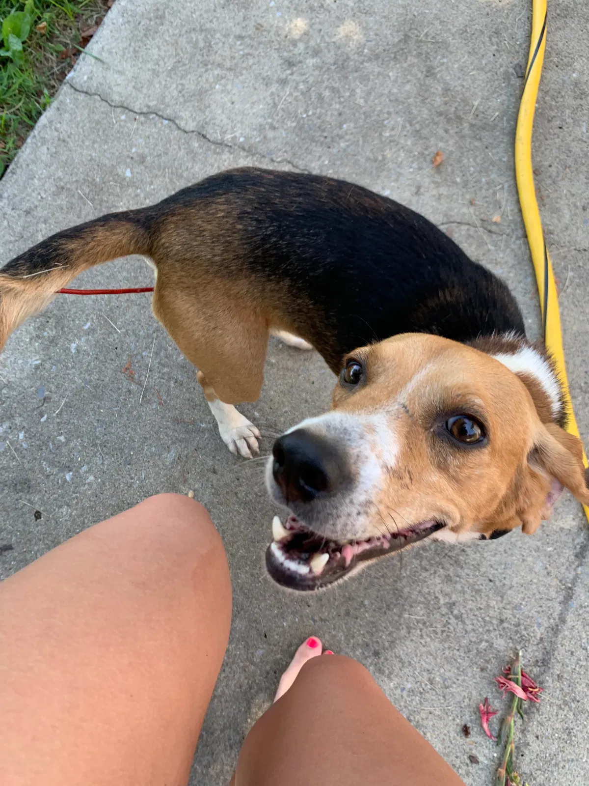 Lost dog in Kingsport, TN, 37664