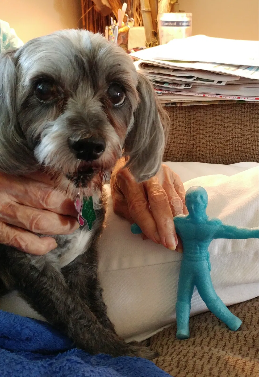 Lost dog in Orlando, FL, 32807