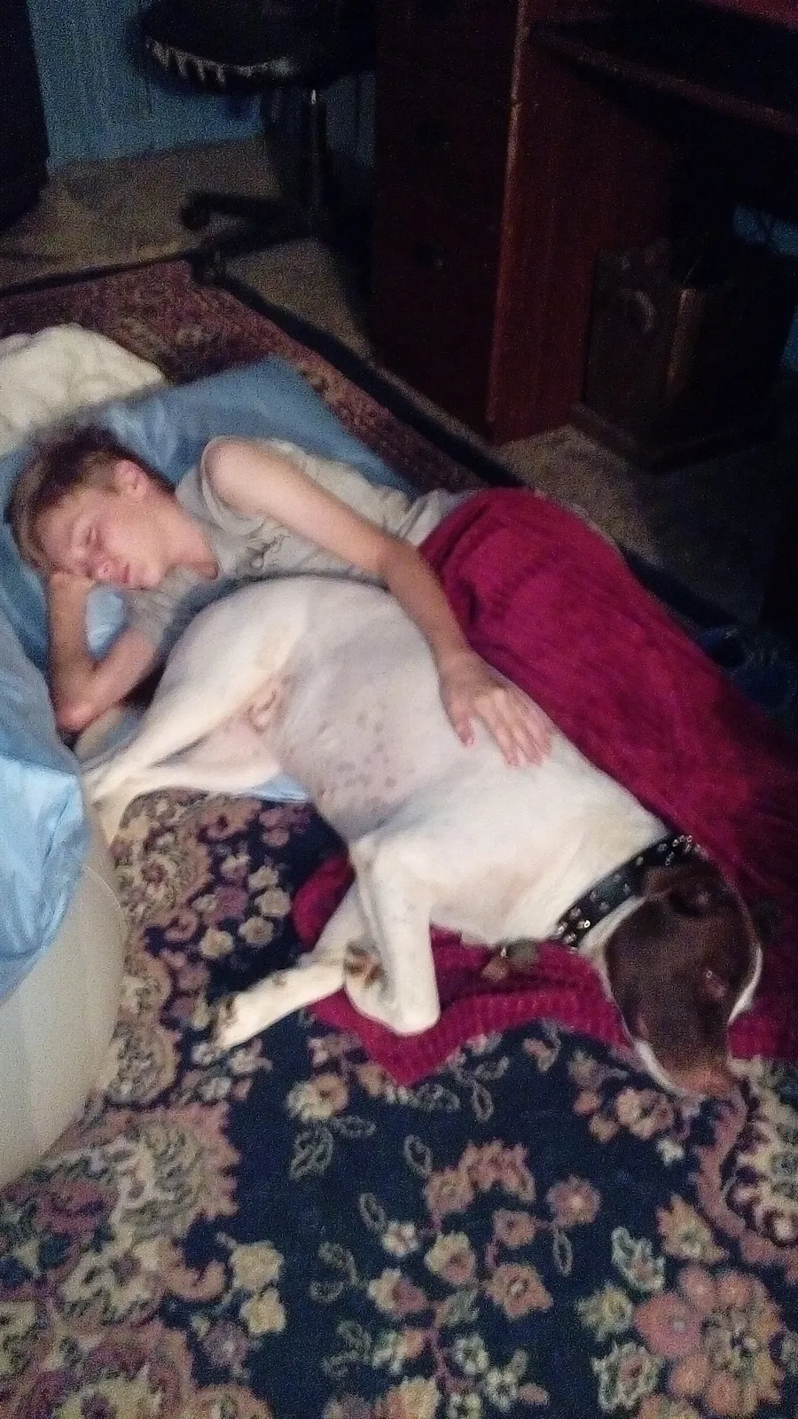 Lost dog in Easley, SC, 29640