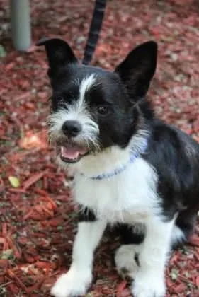 Lost dog in Peoria, IL, 61606