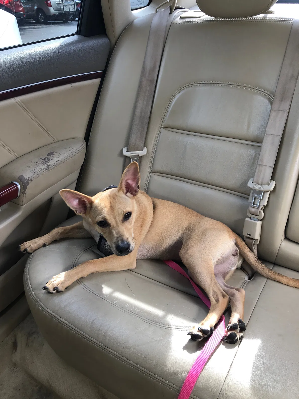 Lost dog in Gainesville, FL, 32608