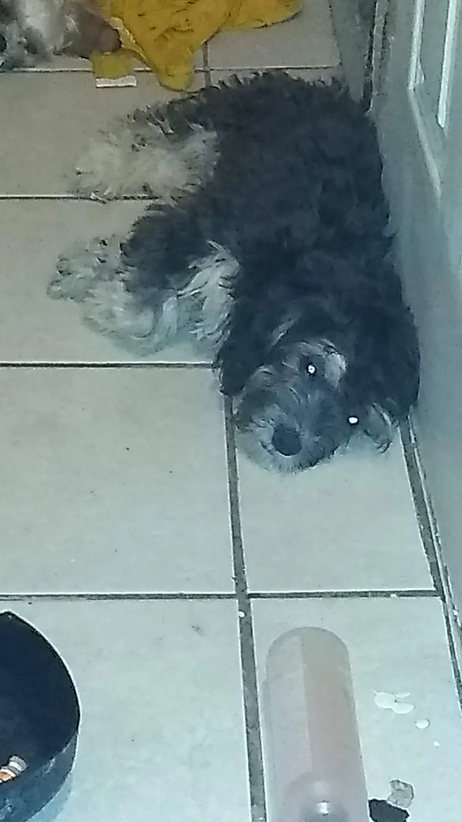 Lost dog in San Bernardino, CA, 92410