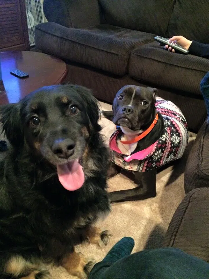Lost dog in Anaheim, CA, 92804