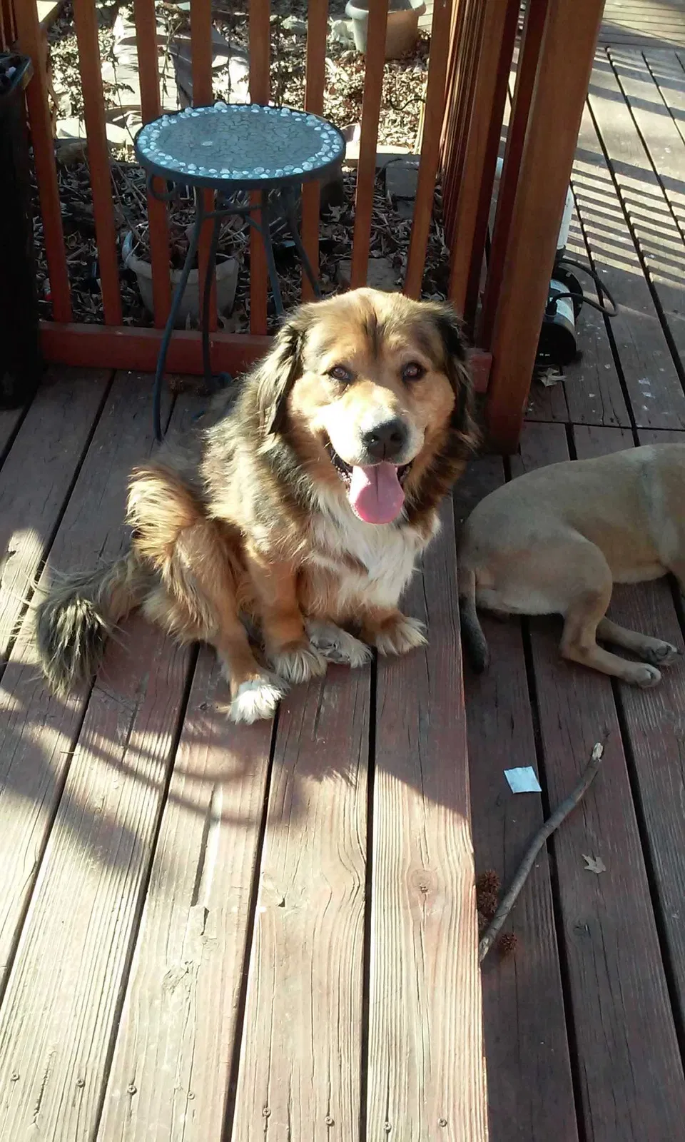 Lost dog in Independence, MO, 64057