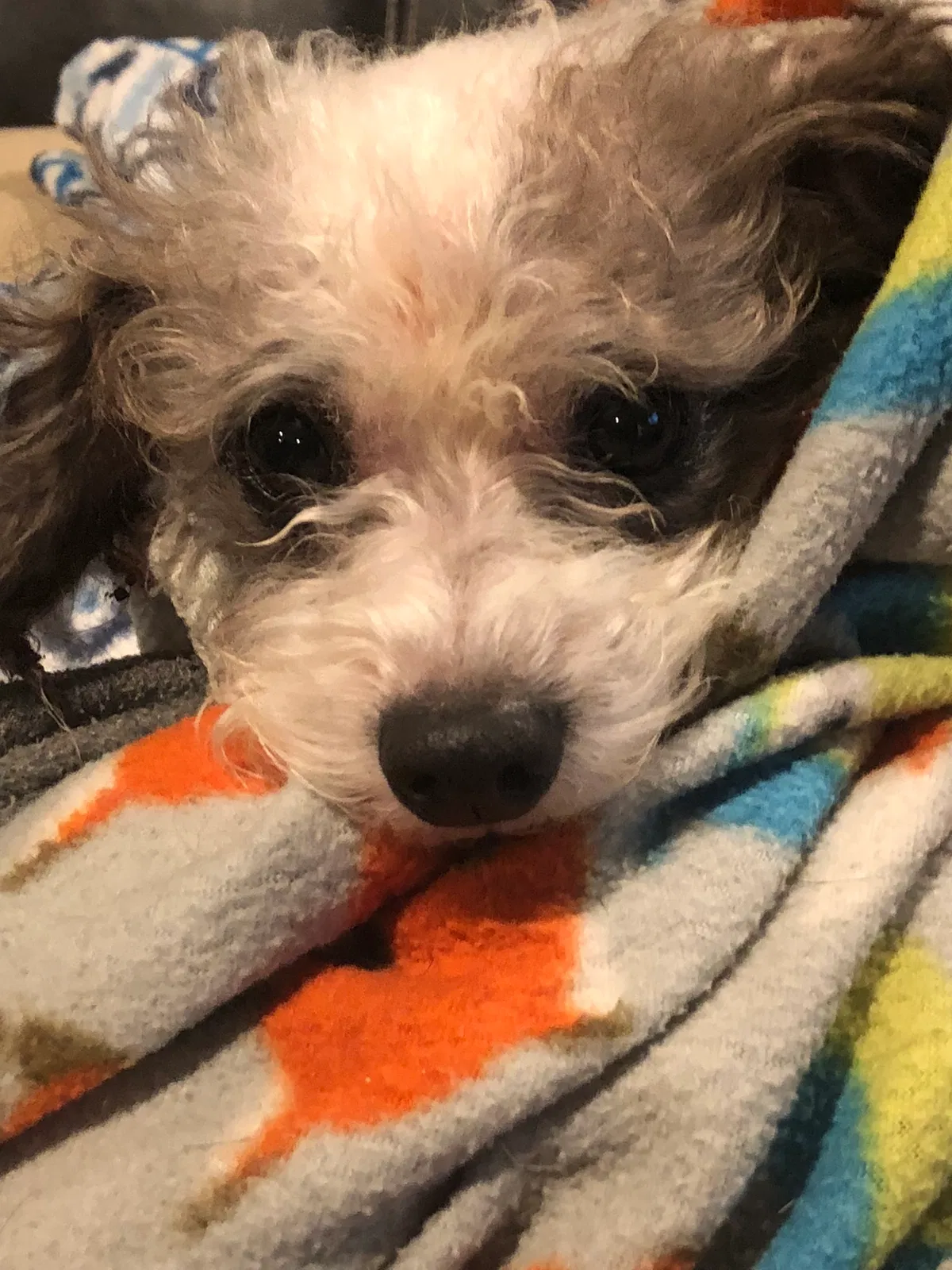 Lost dog in San Diego, CA, 92154
