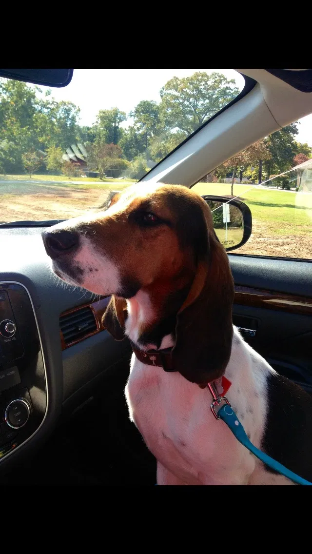 Lost dog in Greenville, SC, 29611