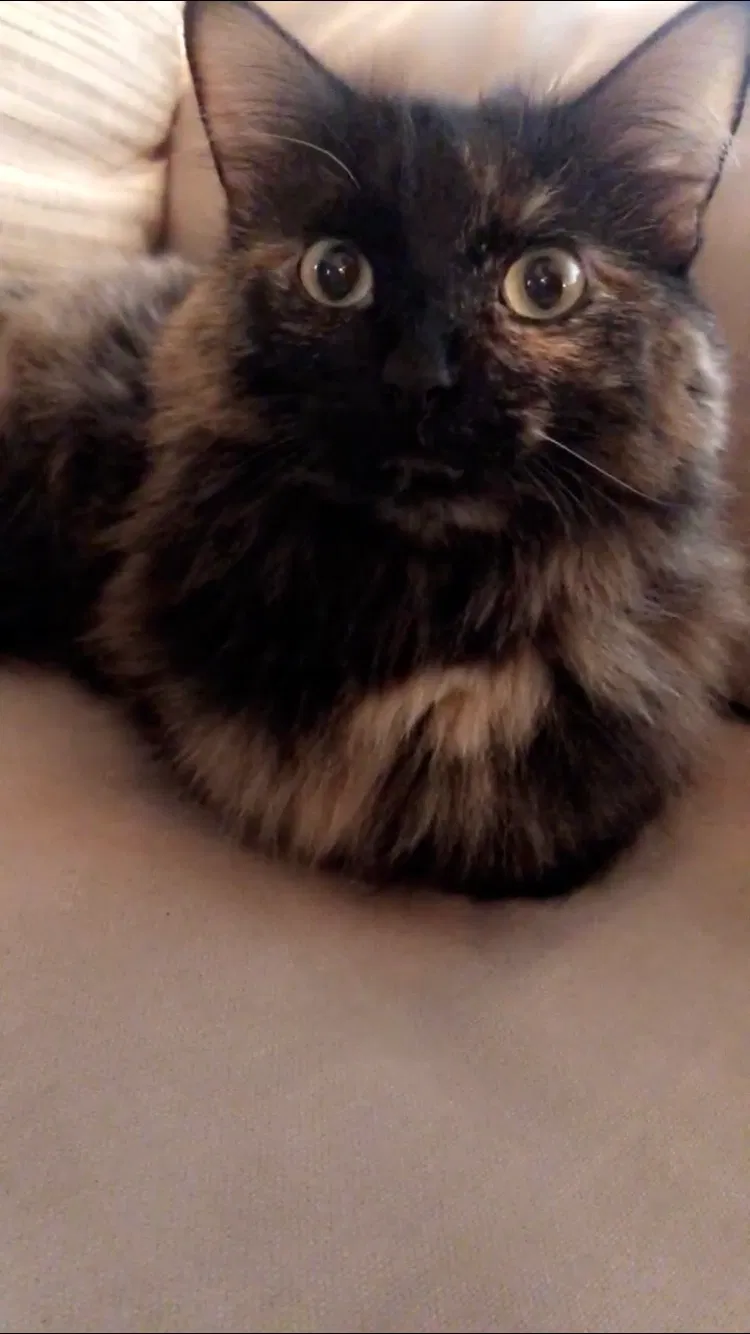 Lost cat in Champlin, MN, 55316
