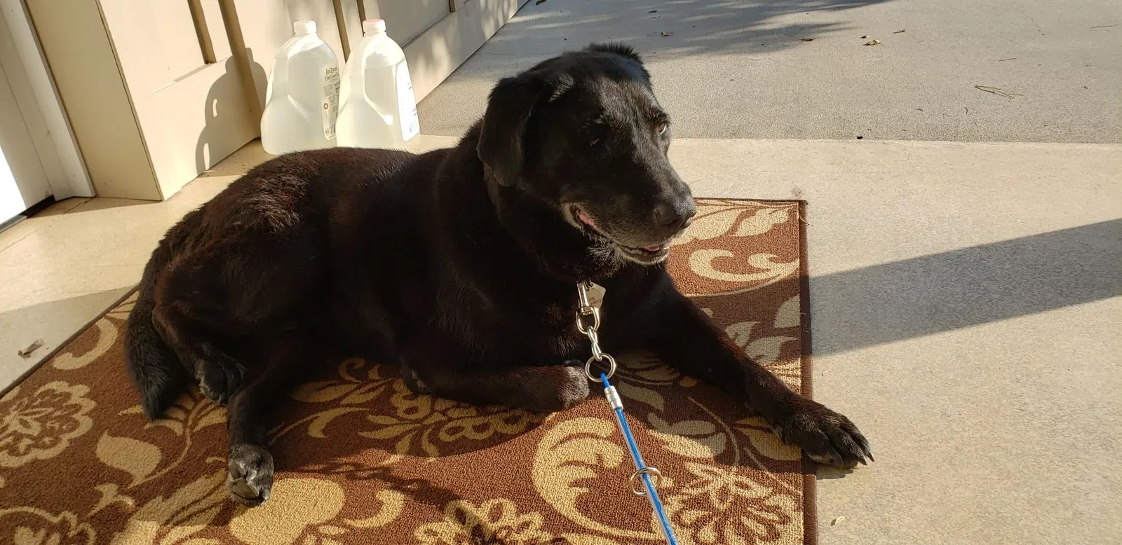 Lost dog in Leesville, SC, 29070