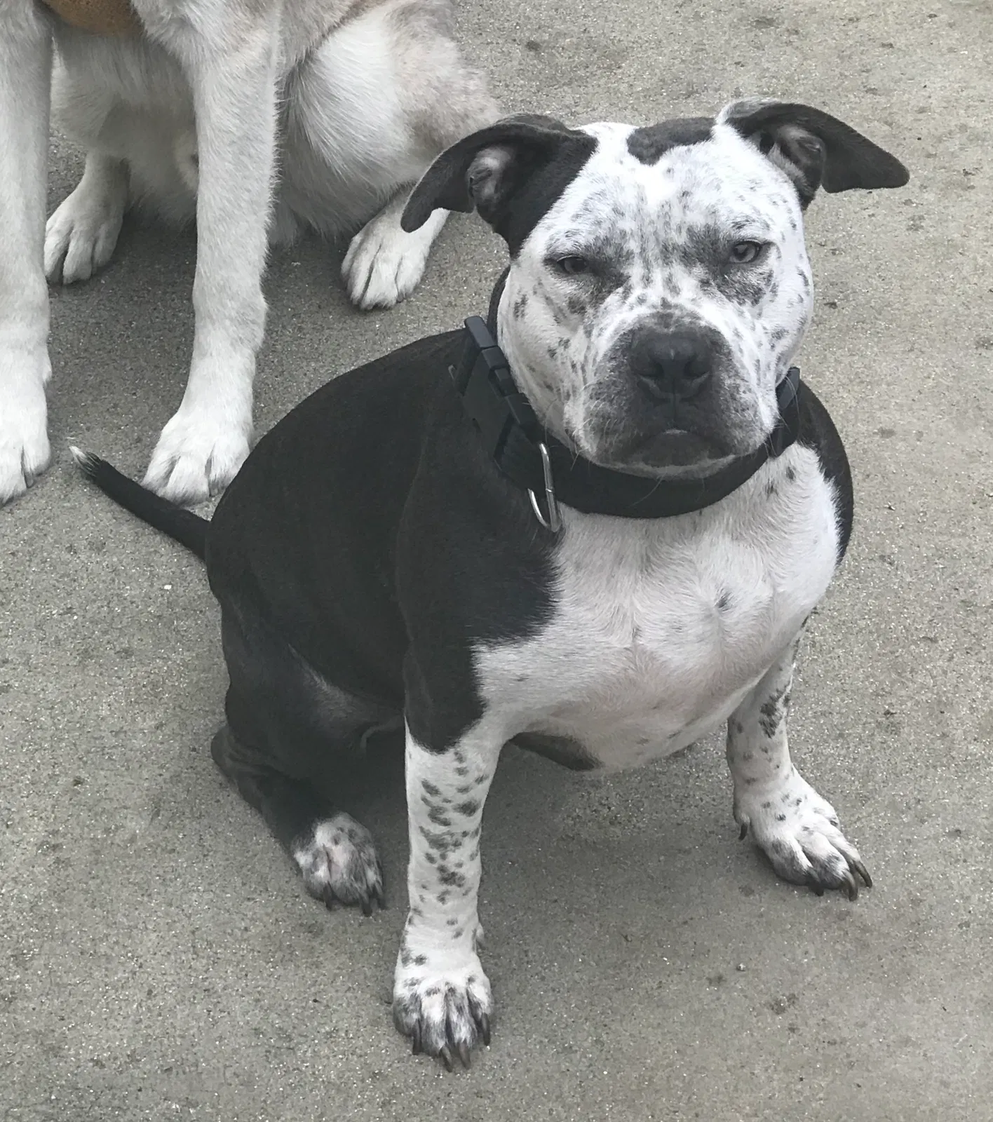 Lost dog in Fontana, CA, 92335