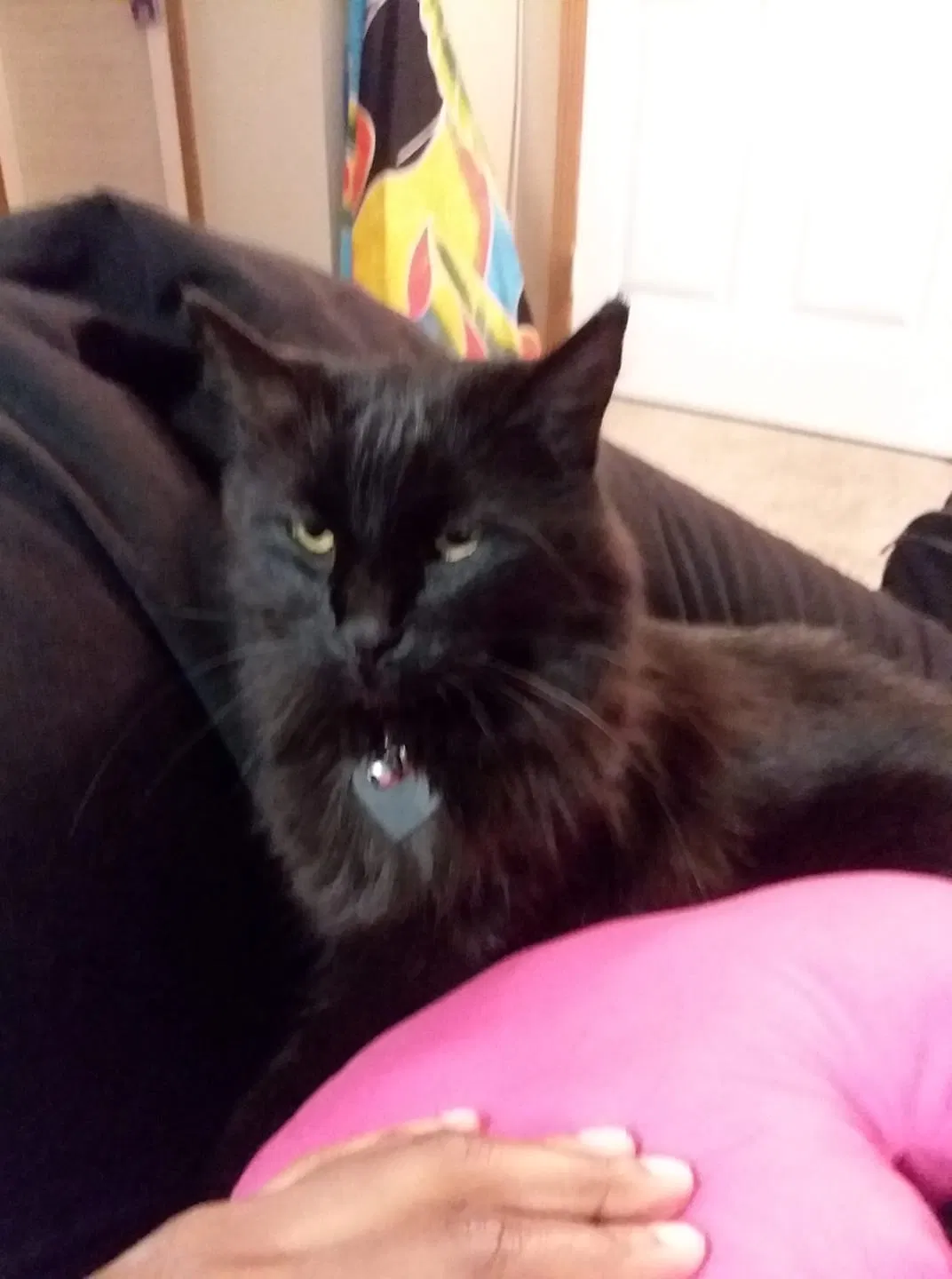 Lost cat in Mcdonough, GA, 30253