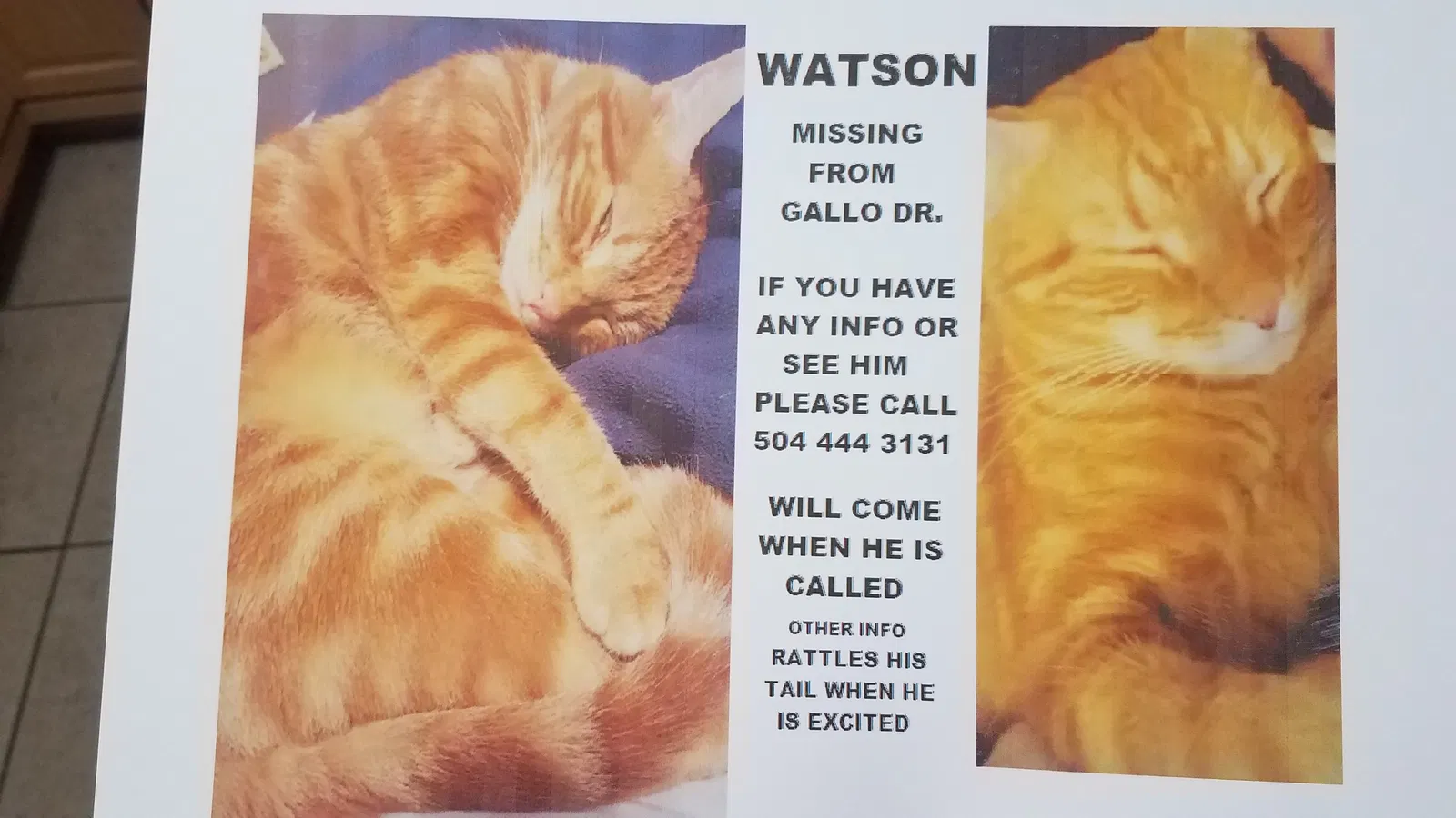Lost cat in Chalmette, LA, 70043