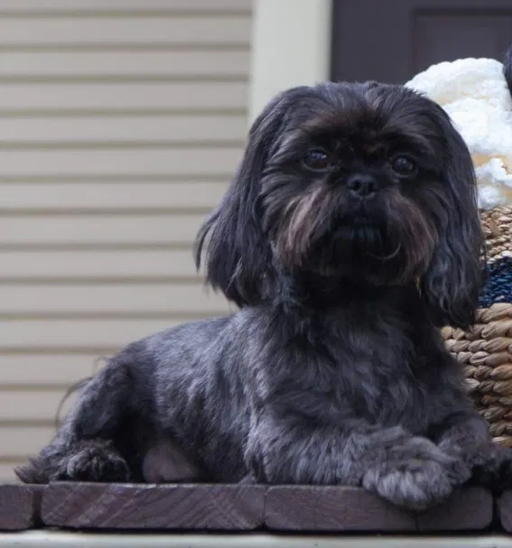 Lost dog in Jacksonville, FL, 32206