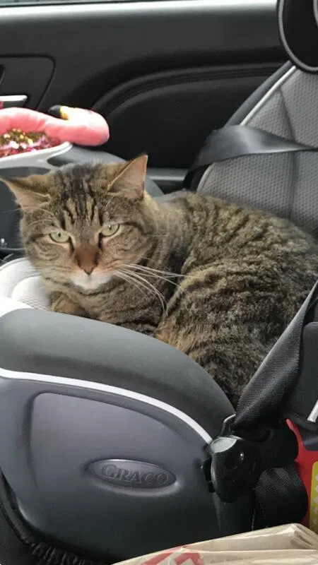 Lost cat in Greenville, SC, 29615