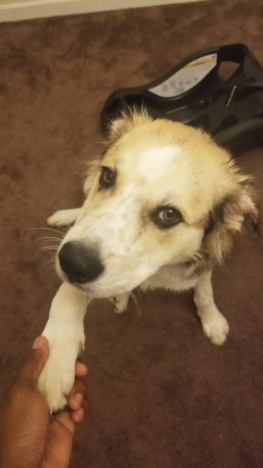 Lost dog in Cassatt, SC, 29032