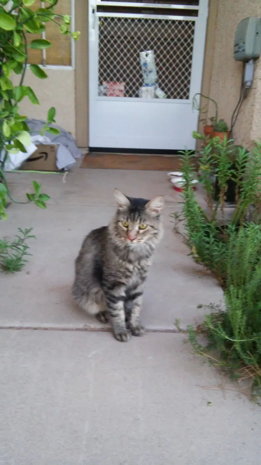 Found cat in Gilbert, AZ, 85234