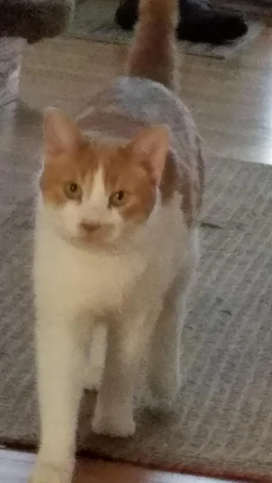 Lost cat in Pinckney, MI, 48169
