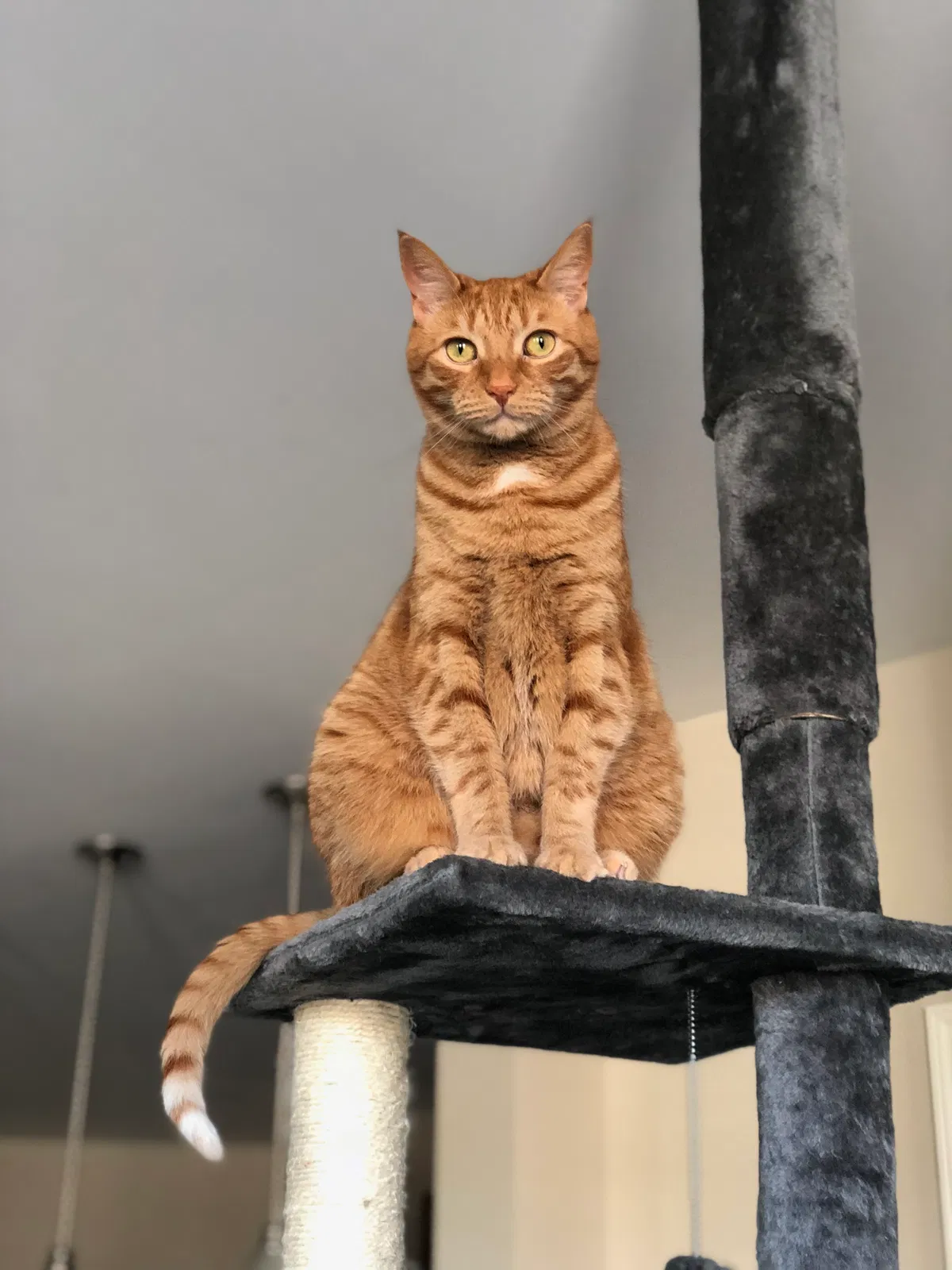 Lost cat in Lebanon, OH, 45036