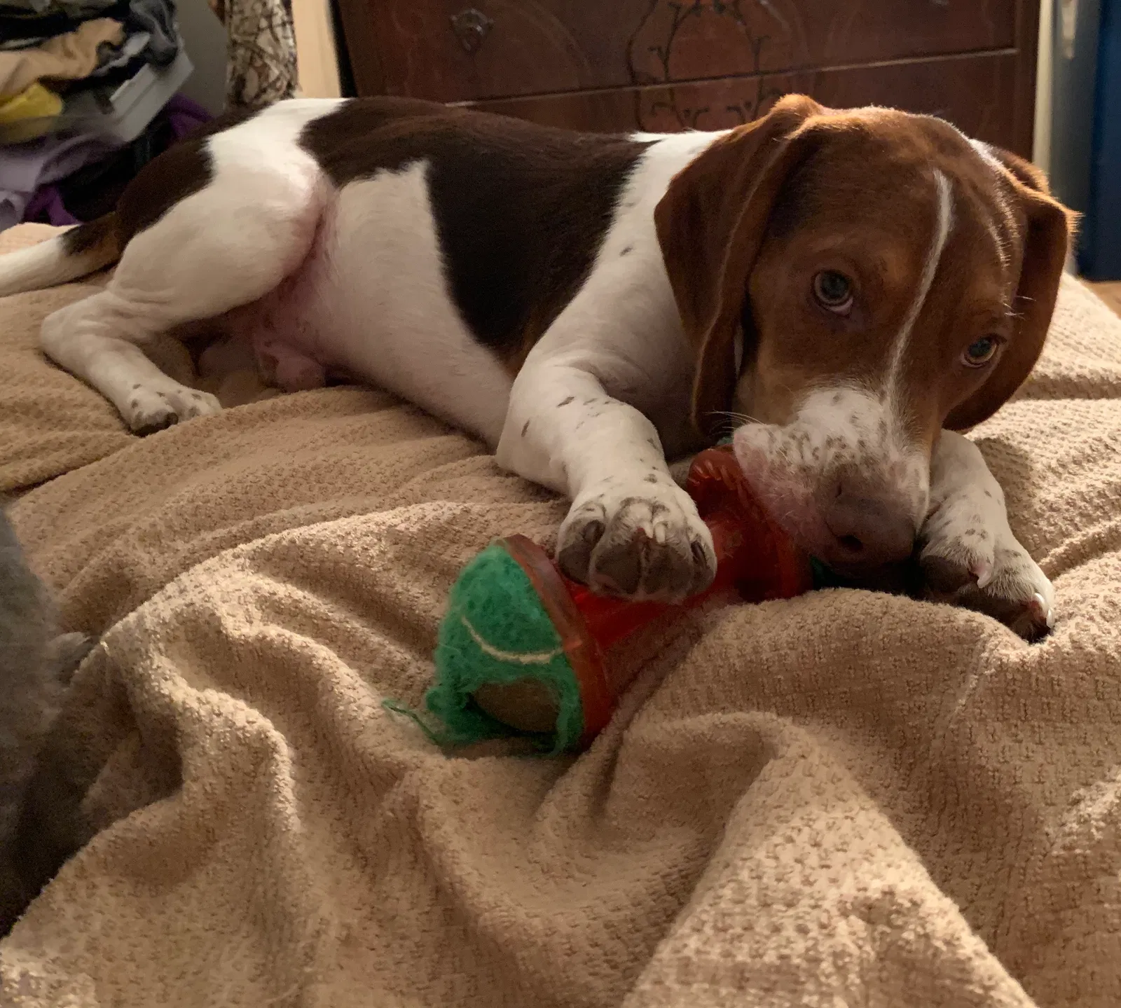 Lost dog in Louisville, KY, 40299