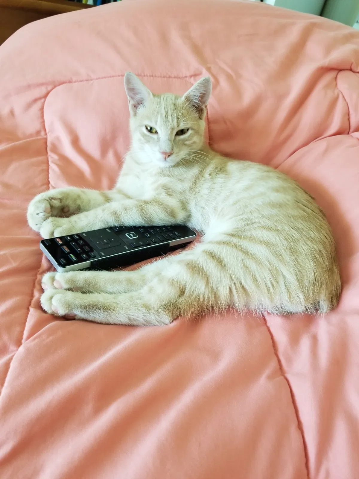 Lost cat in Inverness, FL, 34450