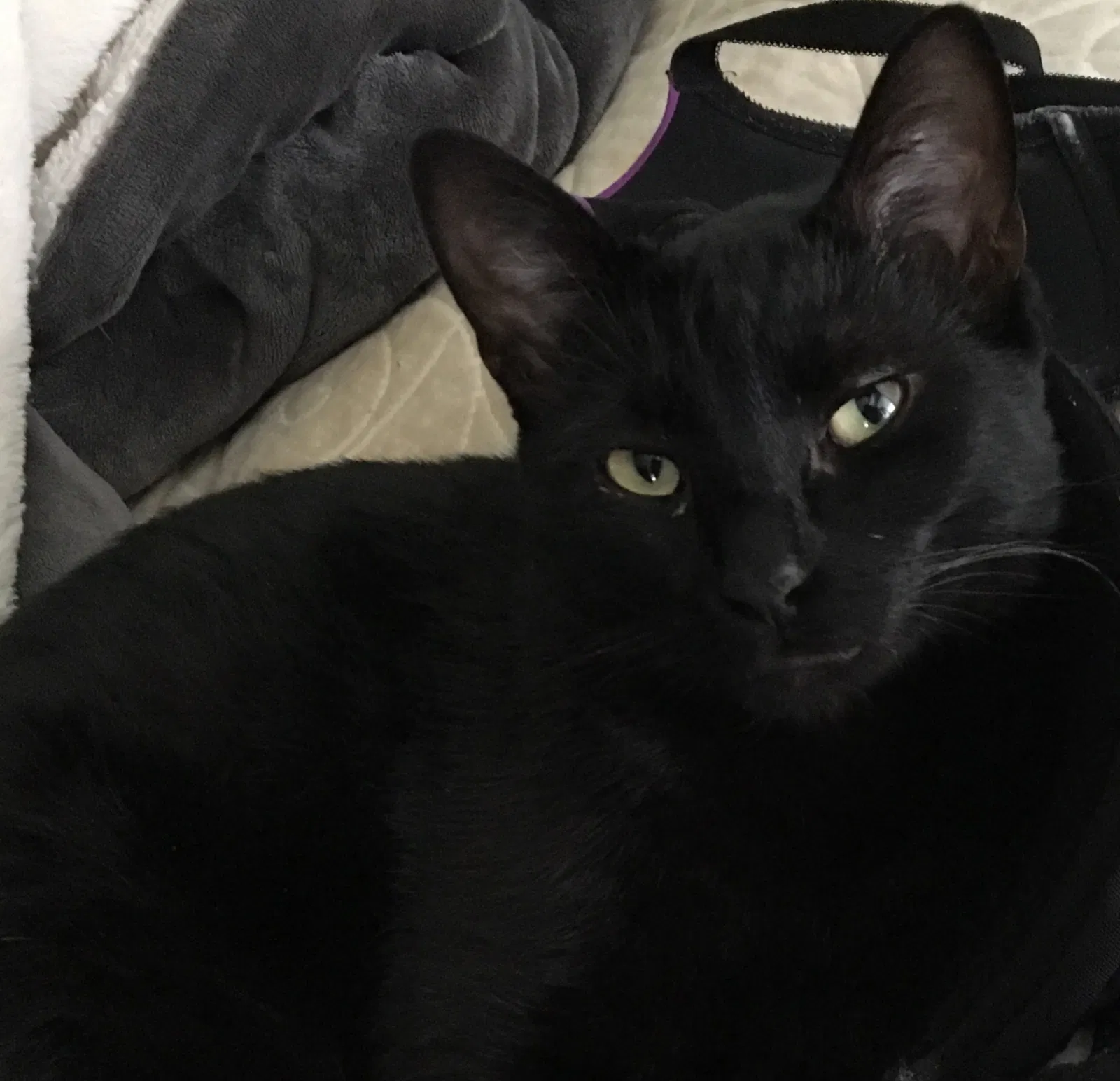 Lost cat in Spring, TX, 77379