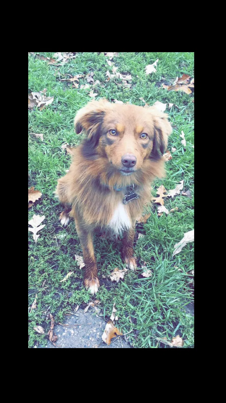 Lost dog in Foley, MN, 56329