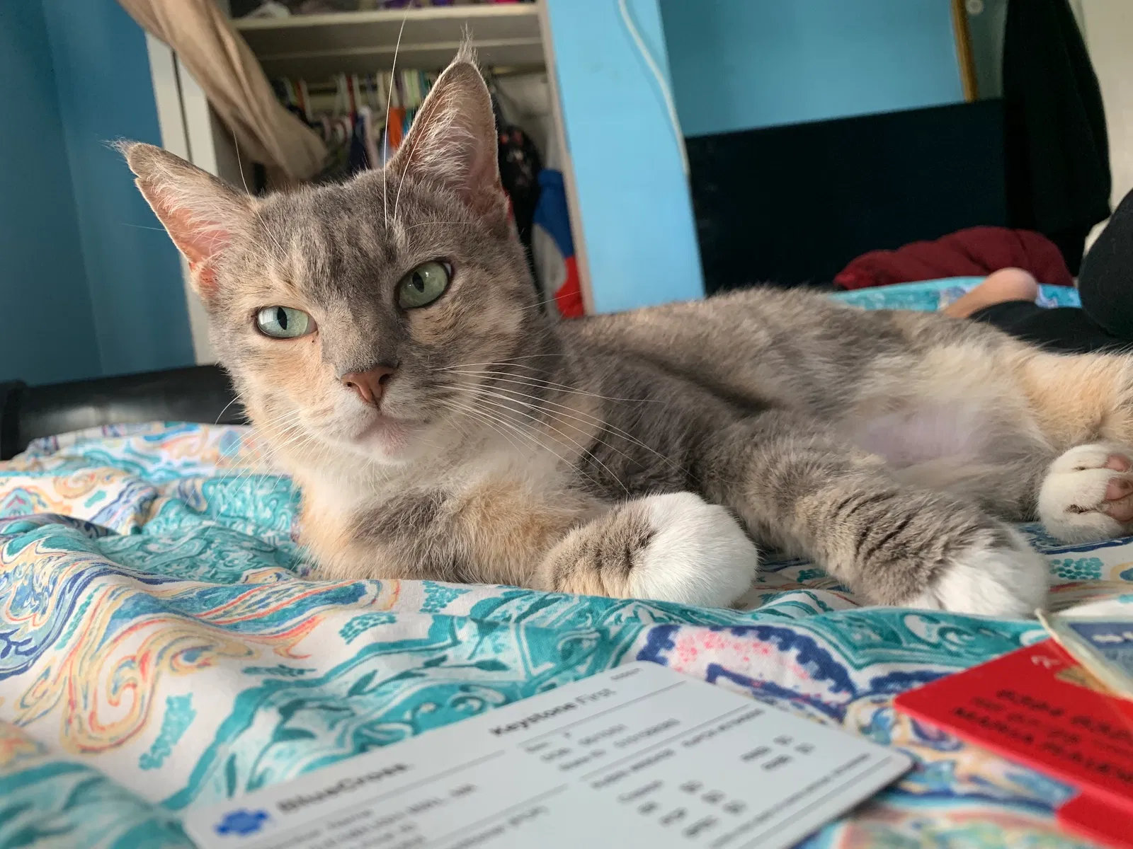 Lost cat in Broomall, PA, 19008